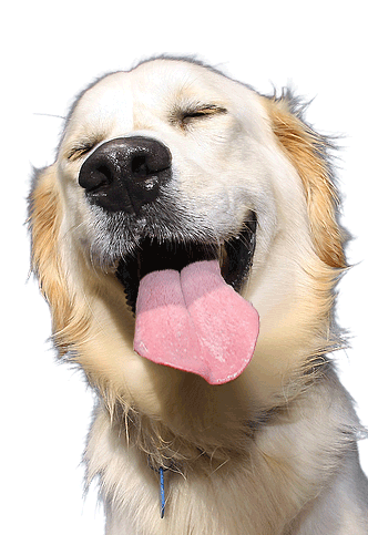 Laughing Dog Dog